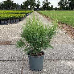 Tamarix ramosissima 'Pink Cascade'