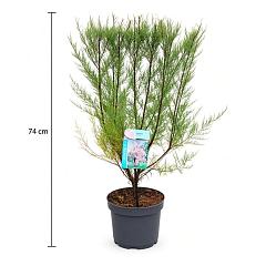 Tamarix tetrandra