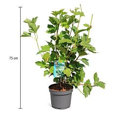 Viburnum opulus