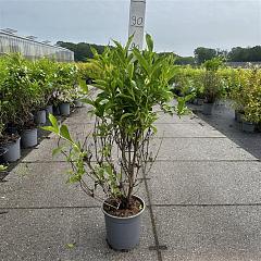 Weigela 'Candida'