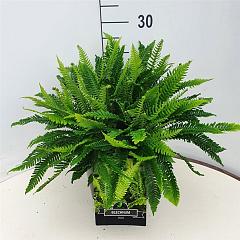 Blechnum spicant