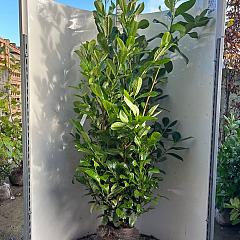 Prunus l. 'Rotundifolia'