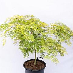 Acer pal. 'Dissectum'