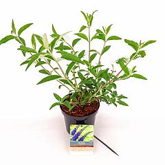 Buddleja d. 'Empire Blue'