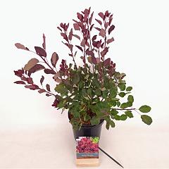 Cotinus cog. 'Dasky Maiden'