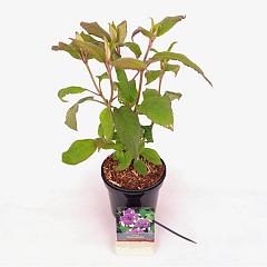 Hydrangea asp. 'Macrophylla'