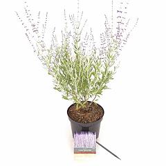 Perovskia atripl. 'Little Spire'