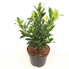 Prunus l. 'Otto Supreme'