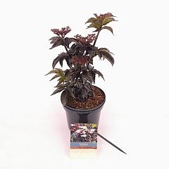 Sambucus nigra 'Black Tower'