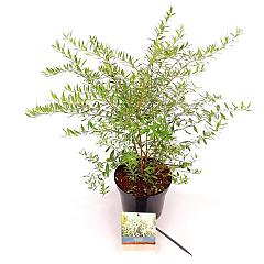 Spiraea cinerea 'Grefsheim'