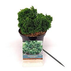 Chamaecyparis o. 'Nana Gracilis'