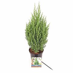 Juniperus chin. 'Stricta'