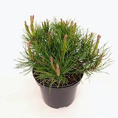 Pinus mugo pumilio