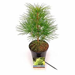 Sciadopitys verticillata