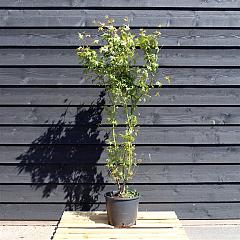 Acer palmatum