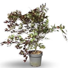 Acer pal. 'Atropurpureum'