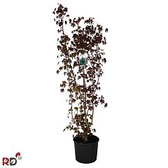 Acer plat. 'Crimson Sentry'