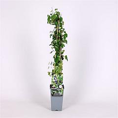 Ampelopsis glandulosa 'Elegans'