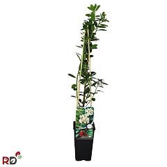 Arbutus unedo