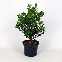 Arbutus unedo
