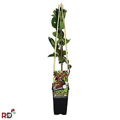 Aronia arbutifolia 'Brilliant'