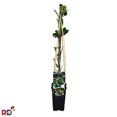 Aronia prunifolia 'Nero'
