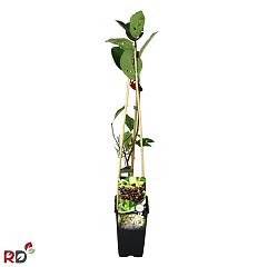 Aronia prunifolia 'Viking'
