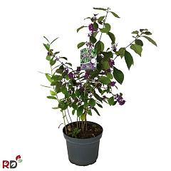 Callicarpa bodinieri 'Profusion'