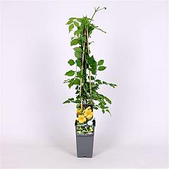 Campsis rad. 'Flava'