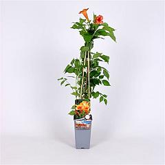 Campsis tagliabuana 'Indian Summer'