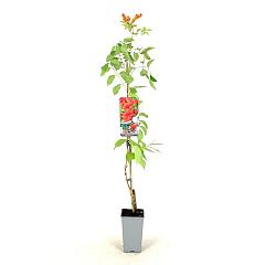 Campsis tagliabuana 'Mme Galen'