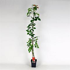 Campsis tagliabuana 'Mme Galen'