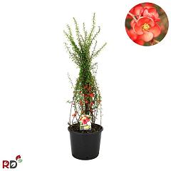 Chaenomeles japonica