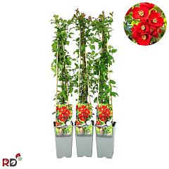 Chaenomeles sup. 'Nicoline'