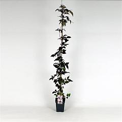 Clematis montana rubens