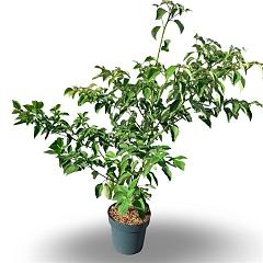 Cornus controversa