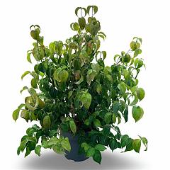 Cornus kousa chinensis