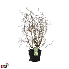 Corylus a. 'Medusa' PBR