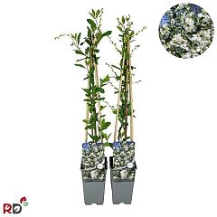 Exochorda racemosa 'Blushing Pearl' (R)