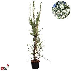 Exochorda racemosa 'Blushing Pearl' (R)