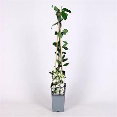 Exochorda 'The Bride'