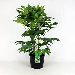 Fatsia japonica