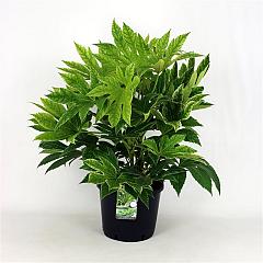 Fatsia japonica 'Spider's Web'