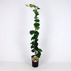 Hedera colchica