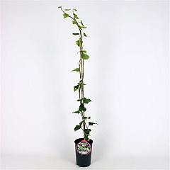 Hedera colchica 'Dentata Variegata'