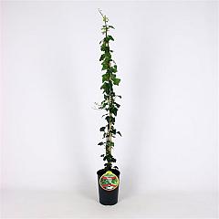 Hedera helix