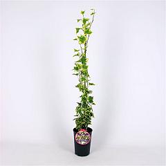 Hedera hel. 'Golden Kolibri'