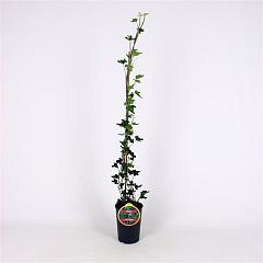 Hedera hel. 'Ivalace'