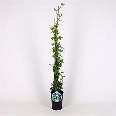 Hedera hel. 'Kolibri'