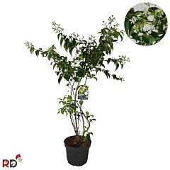Heptacodium miconioides